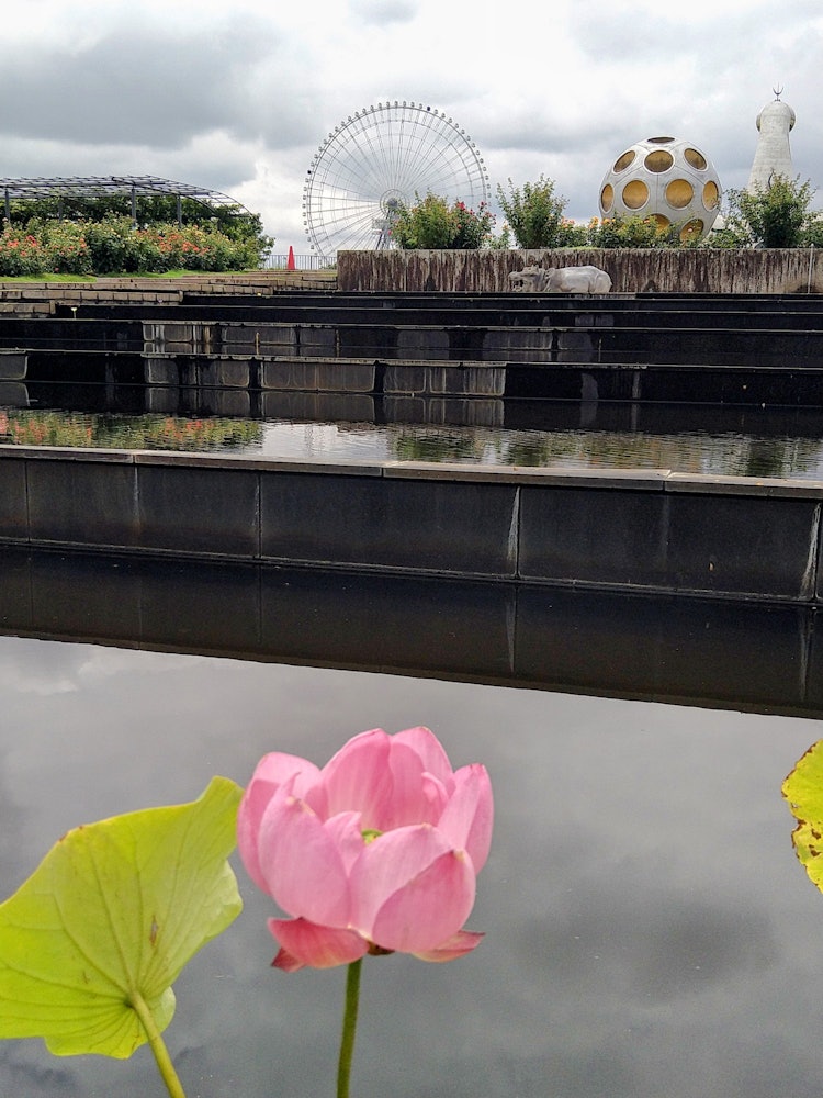[画像1]大阪府吹田市、万博記念公園日本庭園は蓮の花の美しい場所です。 角度によってはうまく岡本太郎氏の太陽の塔や、エキスポシティの観覧車や公園のオブジェを入れて、額に飾られた一枚の絵のように撮影できます。