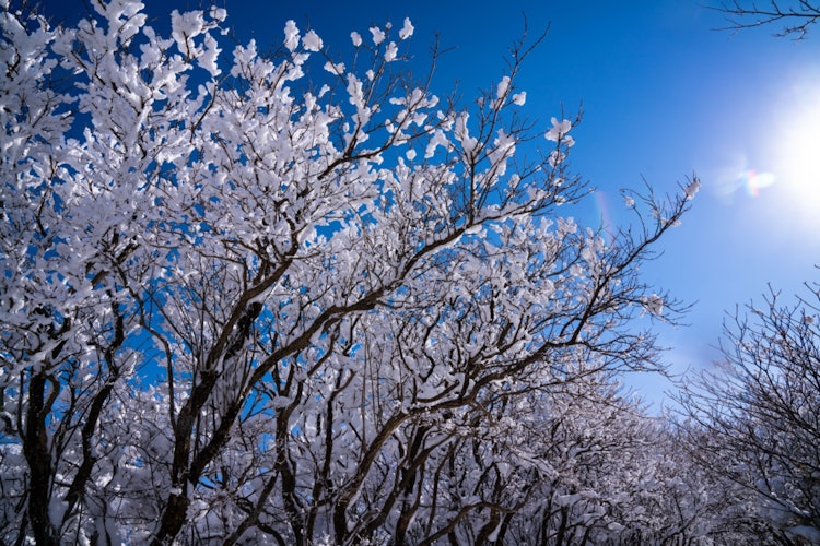 [相片1]位於大分縣九重山脈當樹木受到大寒流時，盛開(^^)的雪花像櫻花一樣夢幻忘記登山疲勞的時刻成了！地點，小野江，大分，牧之戶峠相機，索尼A7R4鏡頭，FE24-70mm F2.8GM
