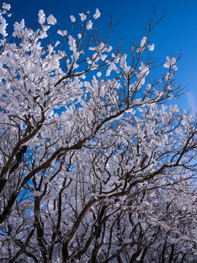 [이미지1]오이타 현의 구주 산맥에 위치나무가 큰 추위를 겪을 때,꽃 눈 (^^) 꽃벚꽃처럼 환상적입니다.등산의 피로를 잊는 순간되었습니다!위치,고코노에, 오이타, 마키노토 패스카메라, 소니