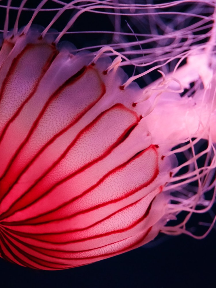 [Image1]jellyfish