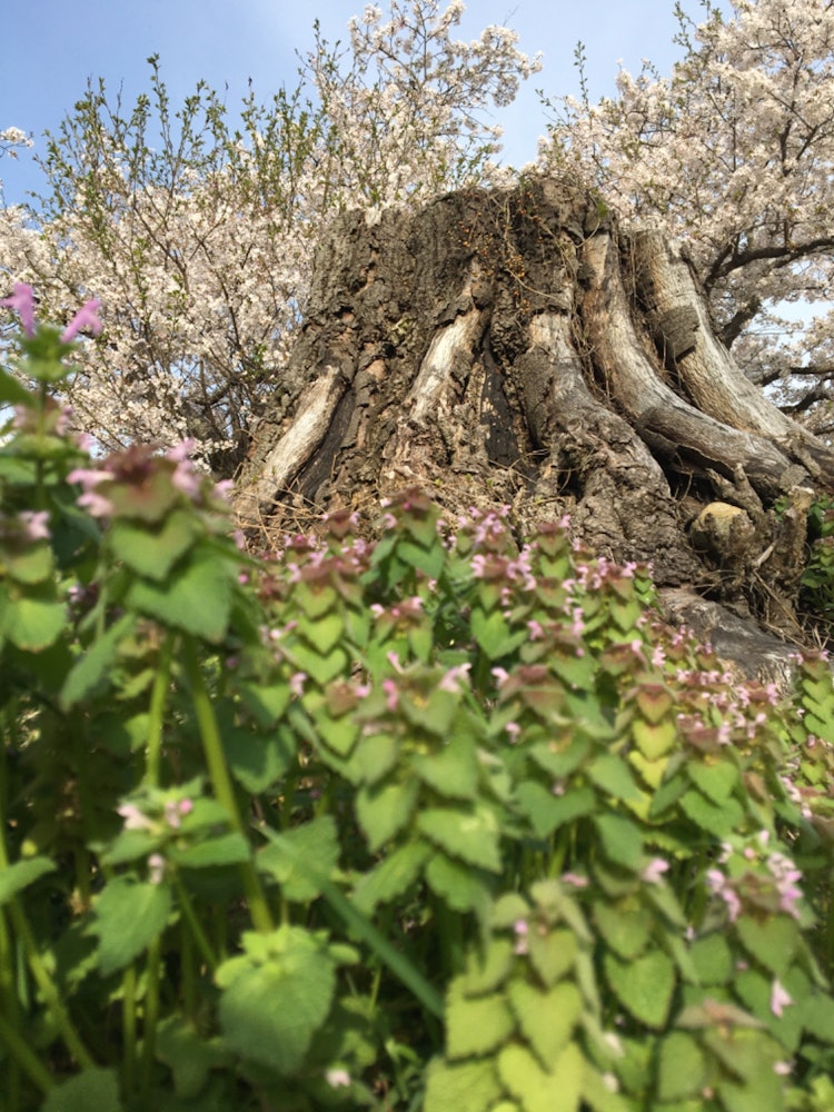 [Image1]The large trees, cherry blossoms, and reddish-purple flowers were blooming beautifully, and I was ab
