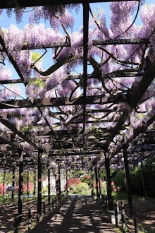 [Image1]We went to see Tenjinfuji in Tenjinyama Ryokuchi Park.Wisteria flowers growing from a large tree wra