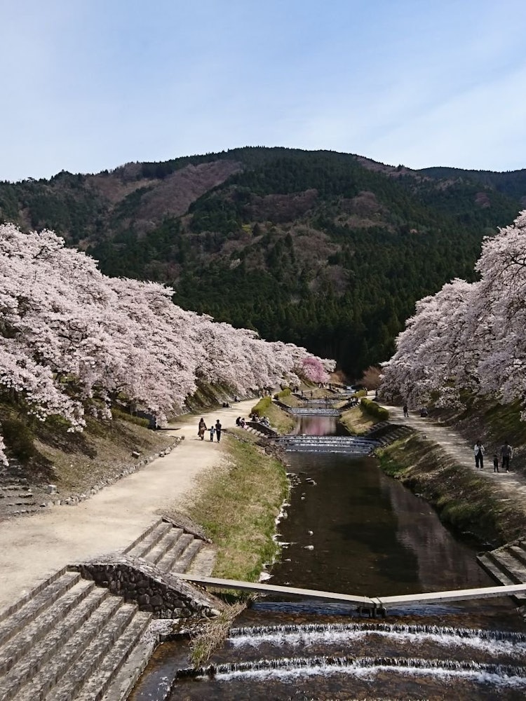 [画像1]鈴鹿山系を背景にした滋賀の山奥では、平地よりも遅い春をのんびり楽しめます