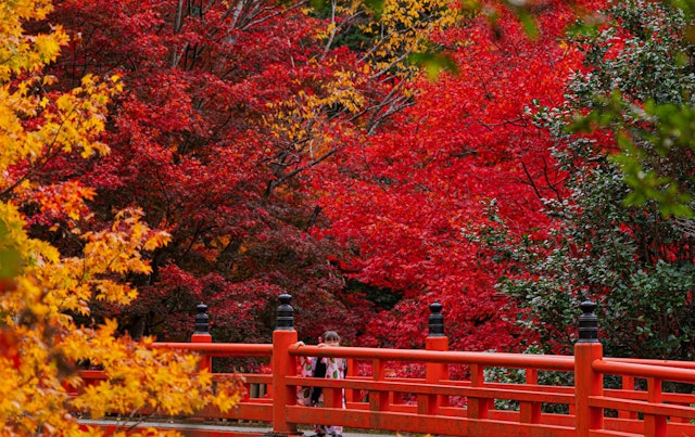 [Image1]兵庫県養父神社ここも有名な紅葉スポットであり、いろんな場所が華やかでした😀