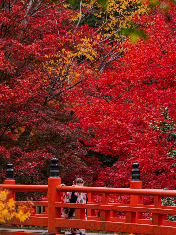 [画像1]兵庫県養父神社ここも有名な紅葉スポットであり、いろんな場所が華やかでした😀