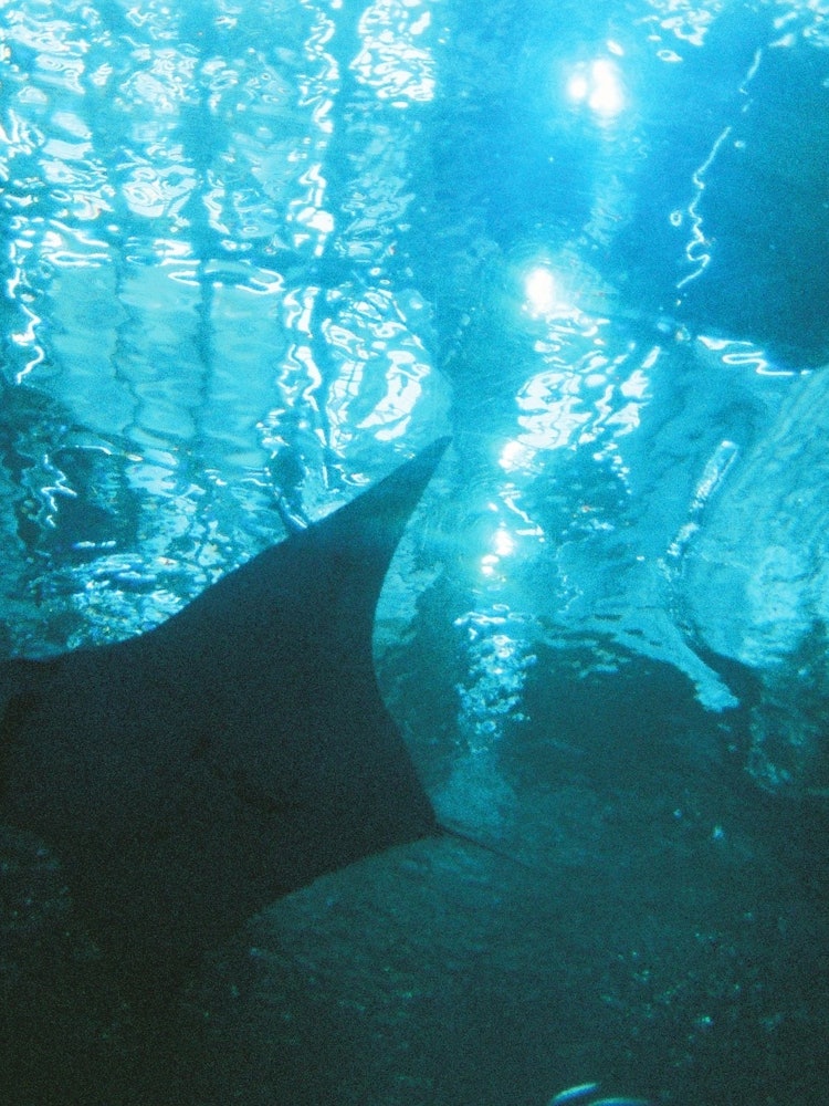 [相片1]這是🐟在美麗海水族館拍攝的照片，蝠鲼平靜地游泳真是太好了。