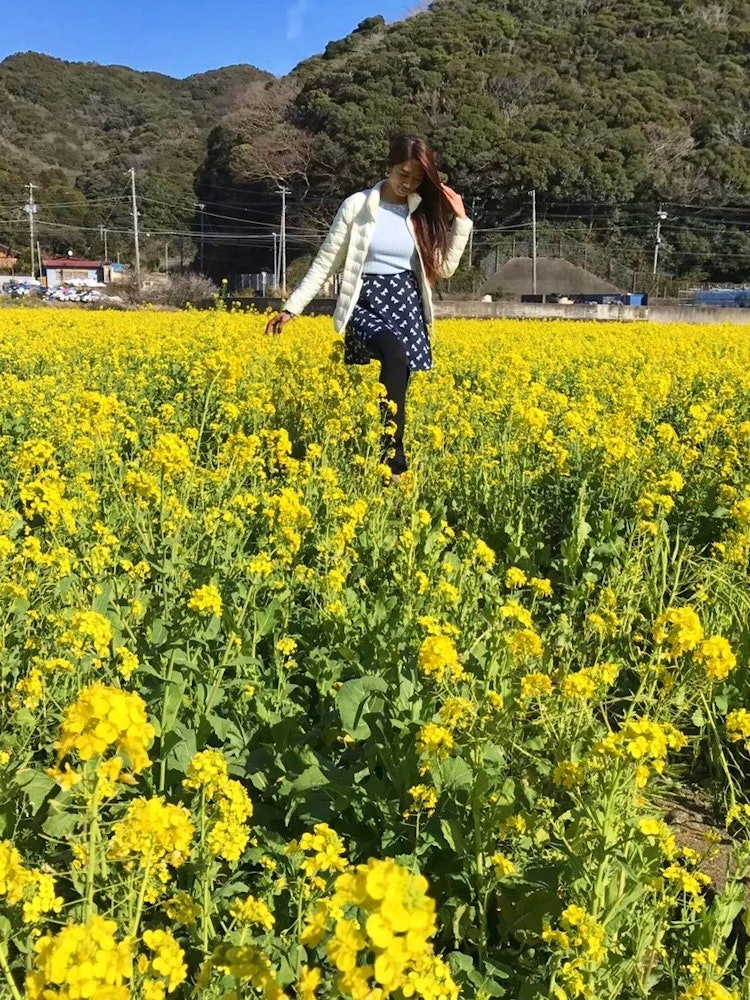 [画像1]菜の花 💛私が育った場所では一般的ではないので、花畑を歩くとは想像もしていませんでした。この菜の花畑は河津川の近くにあります。そしてそれは2017 🌸💛年2月にも撮影されました