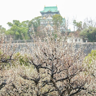 [相片1]【大阪城 梅林公園】2024年2/21 現在開花情報：全体的に見頃ですが雨大阪城郭梅古林公園截至 2024 年 2 月 21 日開花資訊：總的來說，現在是參觀的好時機，但正在下雨。