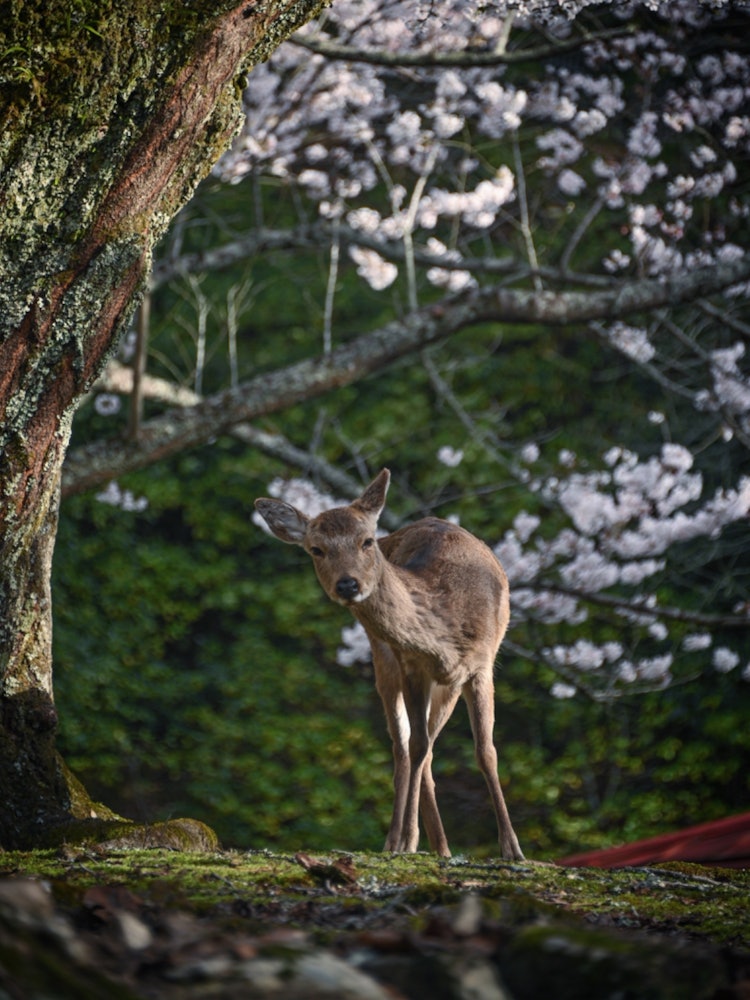 [이미지1]미야지마, 하쓰카이치, 히로시마(히로시마의 추천 명소)#미야지마 👈벚꽃을 배경으로 사슴을 모델로 한 원피스 📸저녁의 비스듬한 빛은 좋은 분위기였습니다 😊