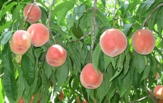 [Image2]Peach picking [2024] July 6, 2024 (Sat) ~ August 12, 2024 (Mon)Reservations will start at 10 a.m. on