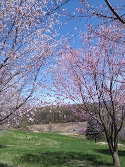 [이미지1]4월 29일(월), '다이요노오카 엔가루 파크'가 오픈♪했습니다현재 벚꽃은 방문 할 수있는 가장 좋은시기이며 잔디가 색으로 변하기 시작했습니다.