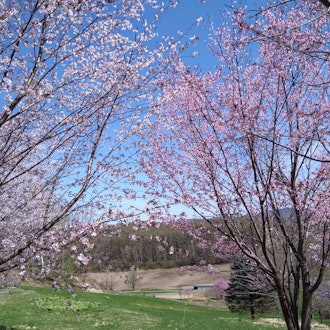 [画像1]4月29日（祝・月）に「太陽の丘えんがる公園」がオープンしました♪現在は、桜が見頃、芝ざくらも色付きはじめました。「太陽の丘えんがる公園」では、春～秋にかけて、桜、芝ざくら、チューリップ、ツツジ、芍薬