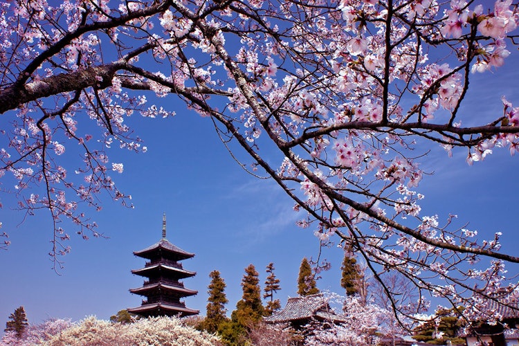 [이미지1]오카야마 현 소자시에 있는 빈추쿠 분지 사원. 봄에는 오층탑과 벚꽃 구경을 즐길 수 있는데, 이는 기비지의 상징입니다.