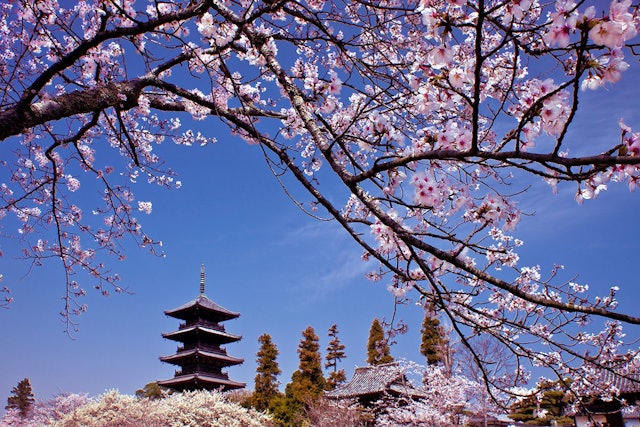 [画像1]岡山県総社市の備中国分寺。 春には吉備路のシンボル五重塔と桜の花見が楽しめます。