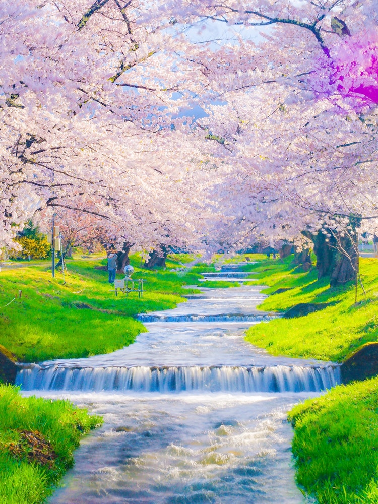 [Image1]Cherry blossoms on the Kannonji River