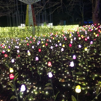 [Image2]Illumillion held at Sagami Lake Resort Pleasure Forest!I ✨ want to go again this year.