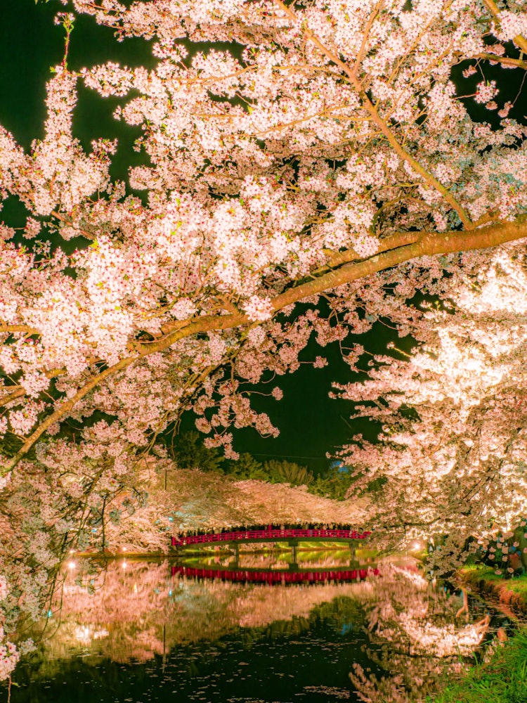 [相片1]弘前城郭终于，在第四次，我能够见到盛开的樱花。不出所料，人群很棒，但场地很大，所以我能够欣赏到盛开的樱花。