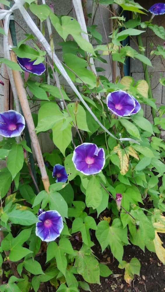 [Image1]Thirty years ago, when my child was in elementary school, I took morning glories and seeds from scho