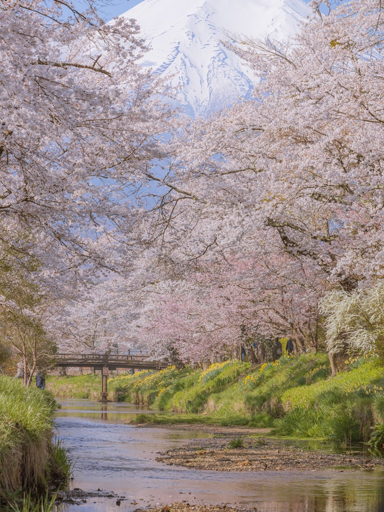 [相片1]一排排樱花树和富士山沿着新名所川。富士山和樱花的壮丽景色很美。拍摄于山梨县忍野村。