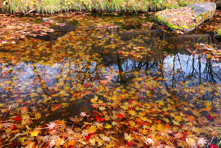 [이미지1]형형색색의 단풍이 작은 연못에 떨어진다나무의 반사도 아름다웠습니다 🍁촬영 장소 오키토 신사작성일 2021.10.17