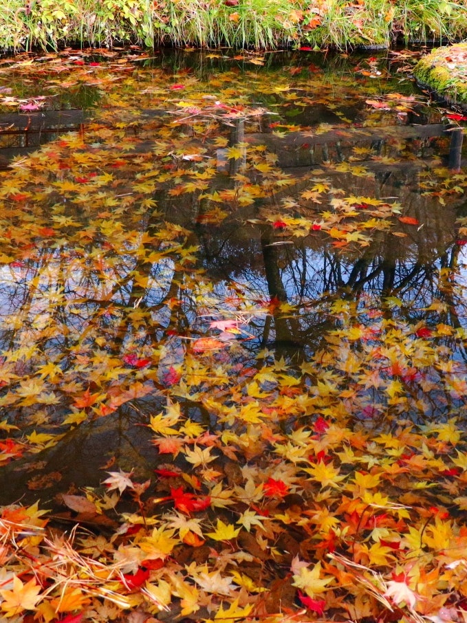 [Image1]Colorful autumn leaves fall in a small pondThe reflection of the trees was 🍁 also beautifulShooting 