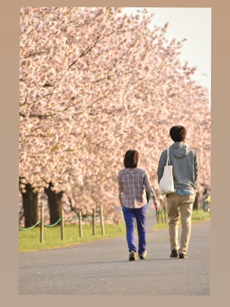 [Image1]This is an evening walk to see the Yae cherry blossoms on the river of the Chikuma River in the Hoku