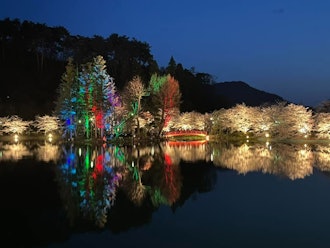 [相片1]長野縣須坂市的卧龍公園被選為櫻花名所百選的100個最佳賞櫻景點。4月21， 2024 18：00~22：00櫻花在晚上被點亮。今年，弁天島也被點亮了。與白天不同，請看夢幻般的夜晚櫻花~ 🌸🌸🌸