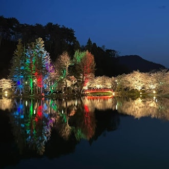 [画像1]長野県須坂市の臥竜公園はさくら名所１００選に選ばれております。２０２４年４月２１日　１８：００～２２：００まで夜桜ライトアップをしています。今年は弁天島もライトアップをしております。昼間とはちがう、幻