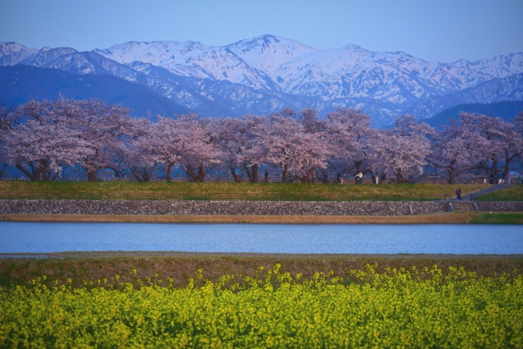 [이미지1]솟아나다 눈 덮인 산의 험준한 지형과 벚꽃의 매혹적인 아름다움, 고요한 호수가 푸른 황혼의 하늘을 배경으로 펼쳐져 있어 장관을 이룹니다. 장소명: Spring quartet Asa