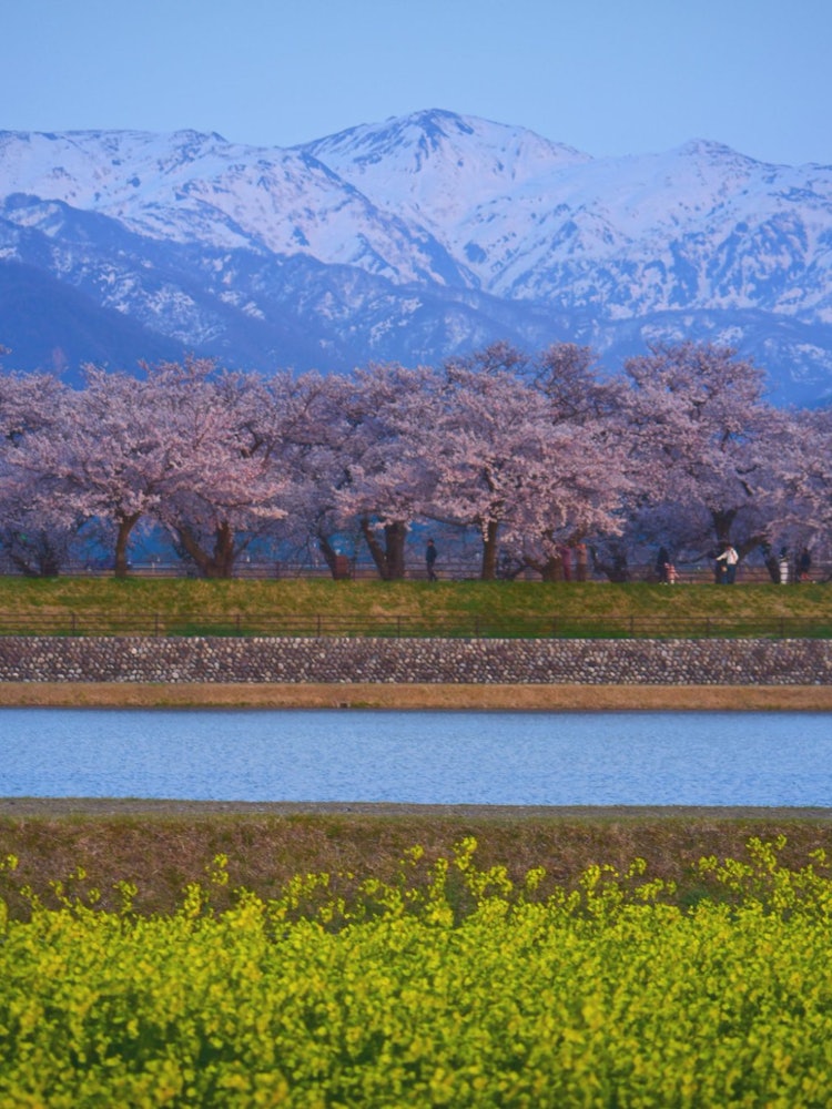 [画像1]春の雪山の起伏に富んだ地形と、魅惑的な桜の美しさ、静かな湖、そして夕暮れの青い空を背景にした美しさは圧巻です。場所:春の訪れカルテット富山朝日店