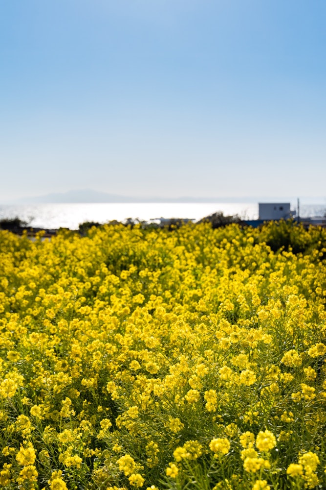 [相片1]横须贺， 神奈川县油菜花盛开，浩瀚的大海令人印象深刻。
