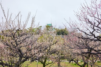 [画像2]【大阪城 梅林公園】2024年2/23 開花情報：天気以外は花見日和Osaka Castle Umegorin Park 2/23/2024 Flowering information: Cherry
