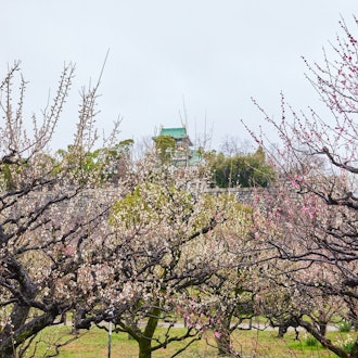 [Image2]【大阪城 梅林公園】2024年2/23 開花情報：天気以外は花見日和Osaka Castle Umegorin Park 2/23/2024 Flowering information: Cherry