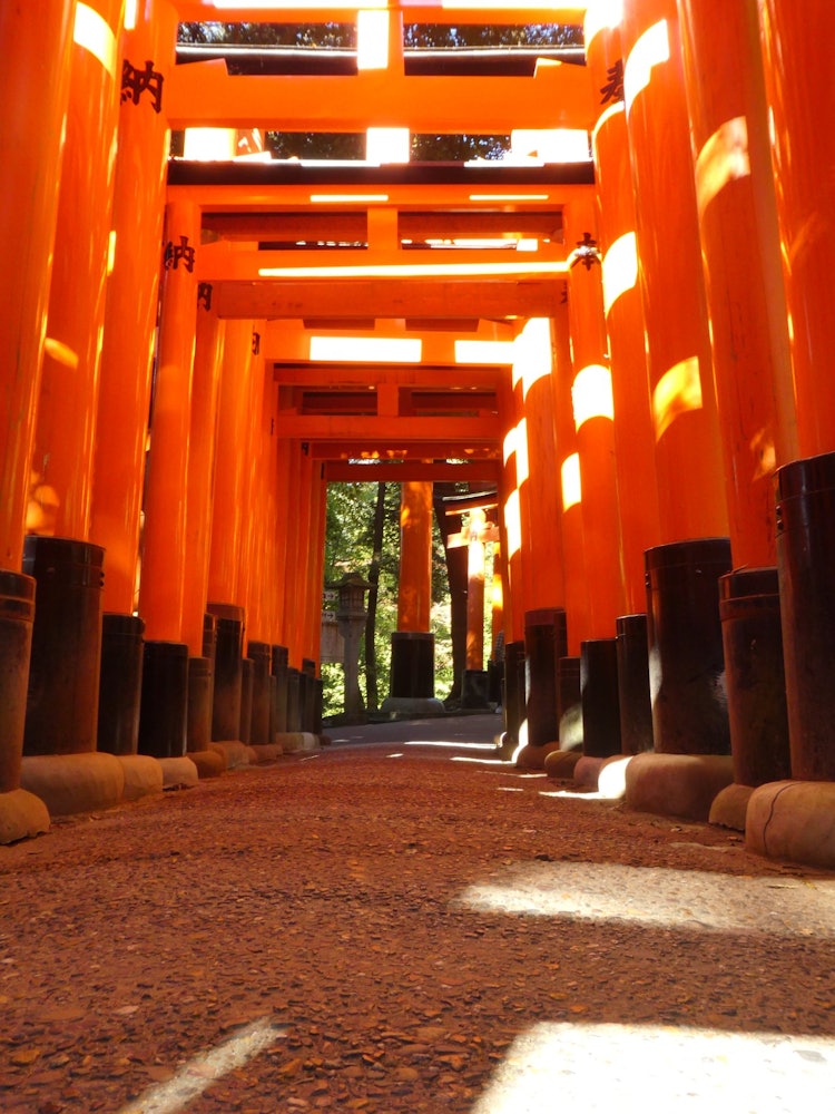[Image1]It is one piece at Fushimi Inari.I wanted to climb it, but it was very hard and I gave up on the way