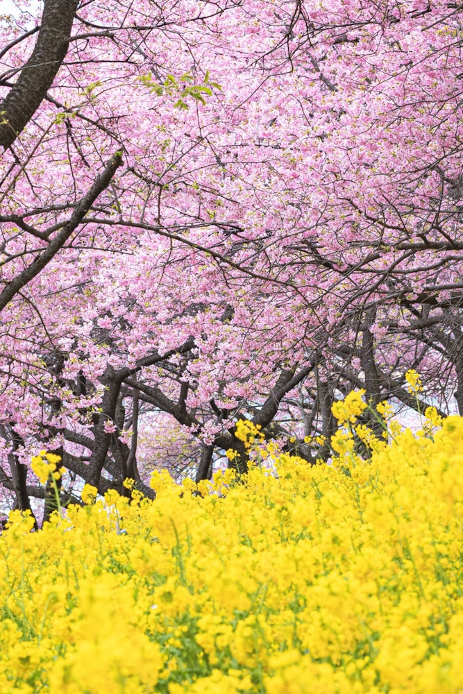 [相片1]春一番🌸这张照片是在神奈川县的松田山香草园拍摄的。河津樱花和油菜花都已经盛开了，挤满了很多人！至于停车场，我们建议😆您将车停在松田站附近直到下周，它将继续进行，所以一定要参观！