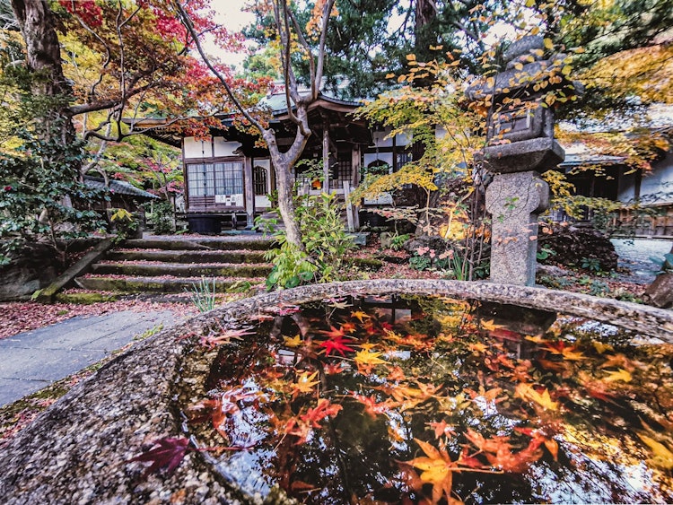 [相片1]镰仓角园寺的秋叶在水碗中闪闪发光。