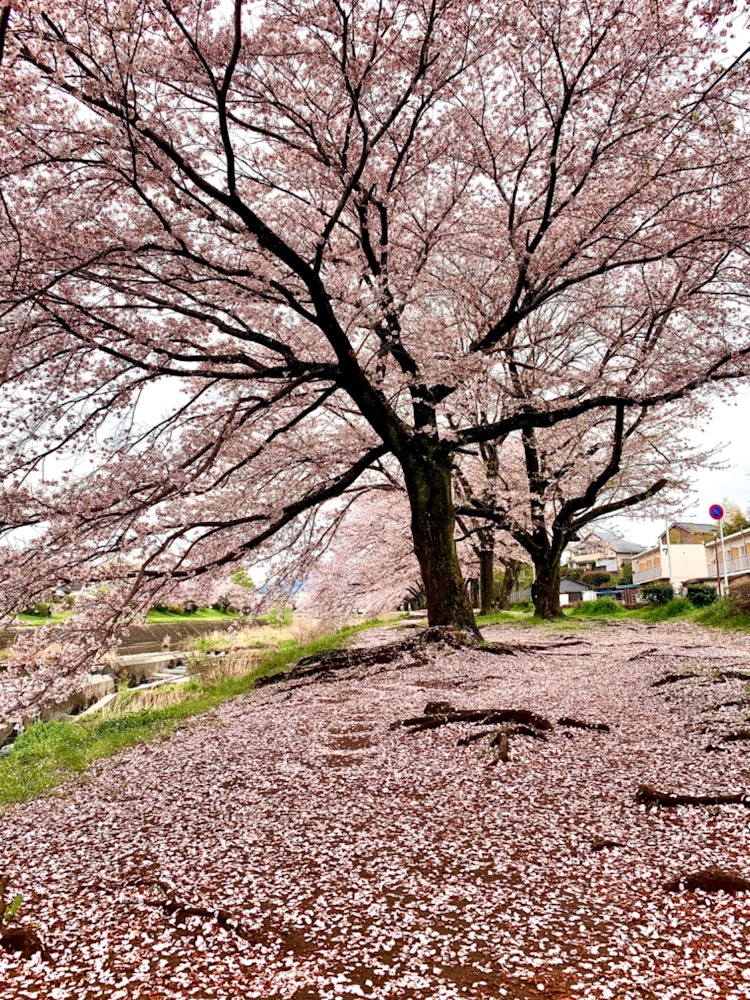 [画像1]八王子の浅川の桜🌸前日の夜が豪雨だった為、だいぶ散って桜の絨毯ができてました‼️