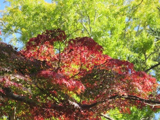 [相片2]鳴子山東照寺崇光玲堂成田的一座古老的寺廟，供奉著正義的櫻花崇光今年又到了紅葉的季節。