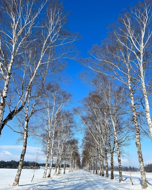 [画像1]美しい冬景色。十勝は冬も晴天率が高いので、青空と霧氷がとてもキレイです。
