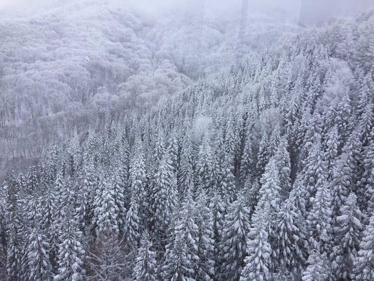 [画像1]ナルニア国物語の世界で。今日のおすすめは蔵王山です。それは本当に冬のワンダーランドです。すべての木は雪で覆われています。この現象は非常に寒いシベリア風のために観察されます。ロープウェイから撮影しました