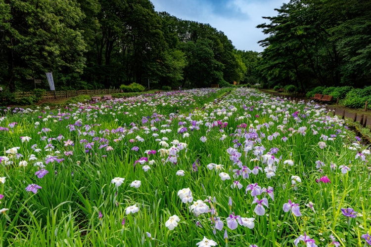 [画像1]満開の花菖蒲園梅雨の合間の花絶景森に囲まれて密かに色彩を放ってました。埼玉県狭山市　智光山公園