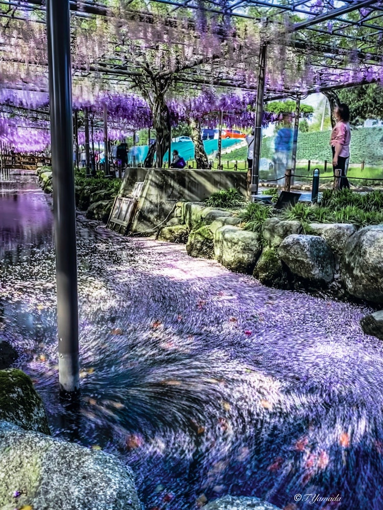 [이미지1]등나무 뗏목이날은 바람이 강하고 꽃잎이 흩날리고 있어서 아이폰의 셔터를 늦추려고 했다.텐노가와 공원, 쓰시마, 아이치2023/4