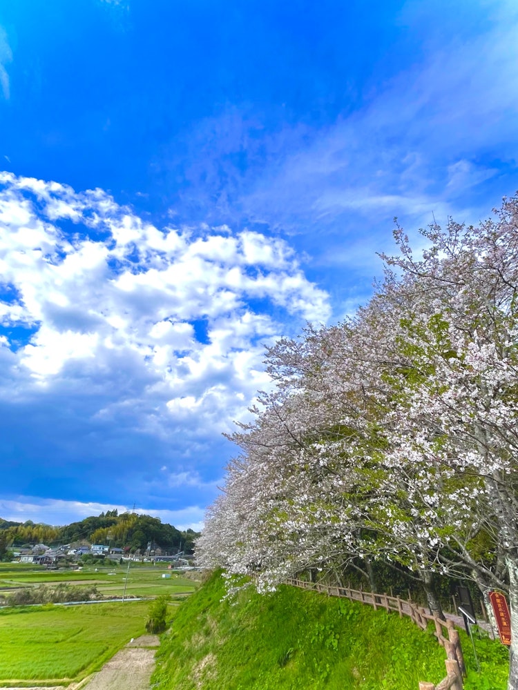 [이미지1]세키요시의 소수성 도랑에 있는 벚꽃 🤗메이지 일본의 산업 혁명 유산, 세계 문화 유산, 세키요시의 소수성 도랑😃의 구성 자산취수구에서 약 550m 떨어진 곳에 벚꽃이 조금 흩어지기