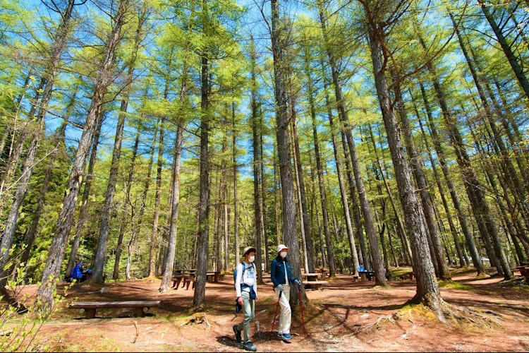 [이미지1]오카야마 현립 삼림 공원입니다.낙엽송 숲과 같은 숲을 트레킹하는 것은 기분이 좋습니다.