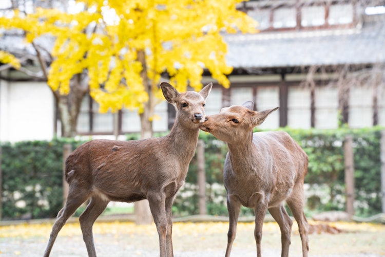 [相片1]📍 奈良/奈良公園看到兩隻鹿面對面，真是太可愛了。 拍攝動物相當困難，它們也沒有像預期的那樣移動，所以我耐心等待，等待拍照機會。