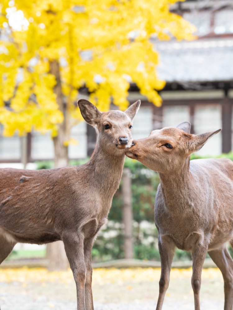 [Image1]📍 Nara / Nara ParkIt was adorable to see the two deer facing each other. It was quite difficult to p