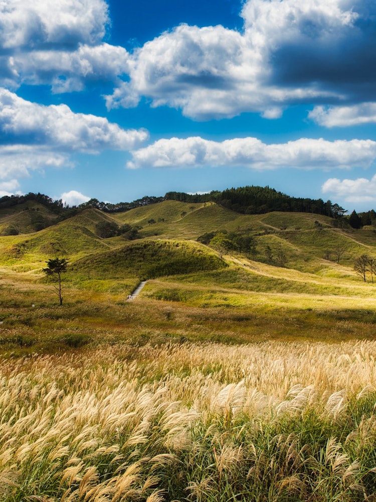 [Image1]Pampas grass in Tomine HighlandIn Hyogo Prefecture