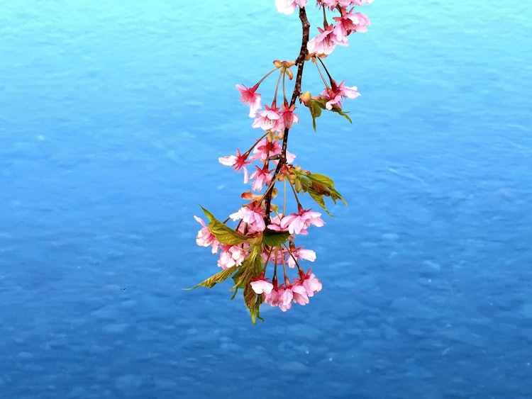 [Image1]The early-blooming Kawazu cherry blossoms herald the arrival of spring. It was blooming beautifully 
