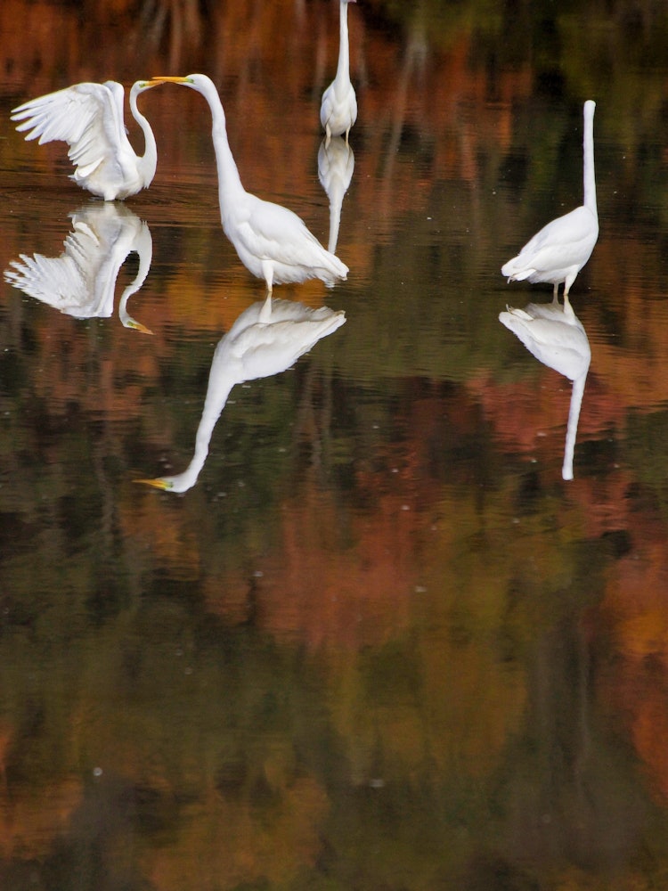 [Image1]Shot in Kyoto.The autumn leaf reflection and the heron reflection were a luxurious time.