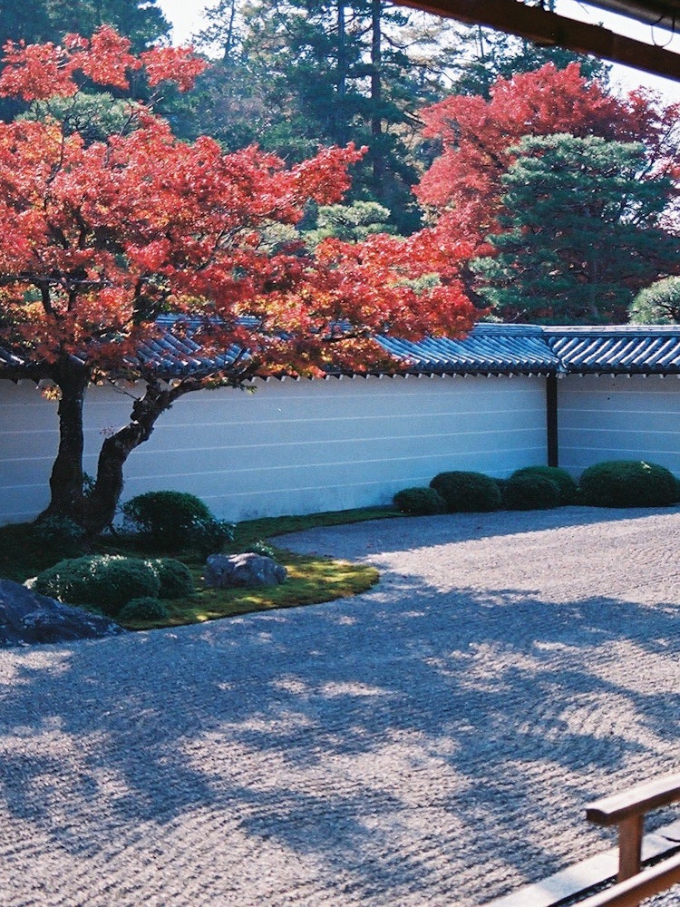 [Image1]Hojo Garden Nanzenji Temple Kyoto. The red leaves are good, but the combination with the garden was 